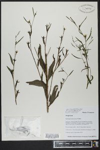 Ludwigia decurrens image