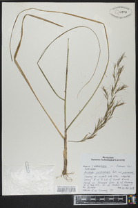 Aristida purpurascens image