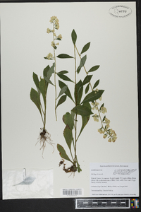 Solidago bicolor image