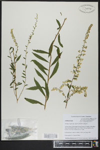 Solidago rugosa subsp. aspera image