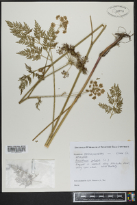 Peucedanum palustre image