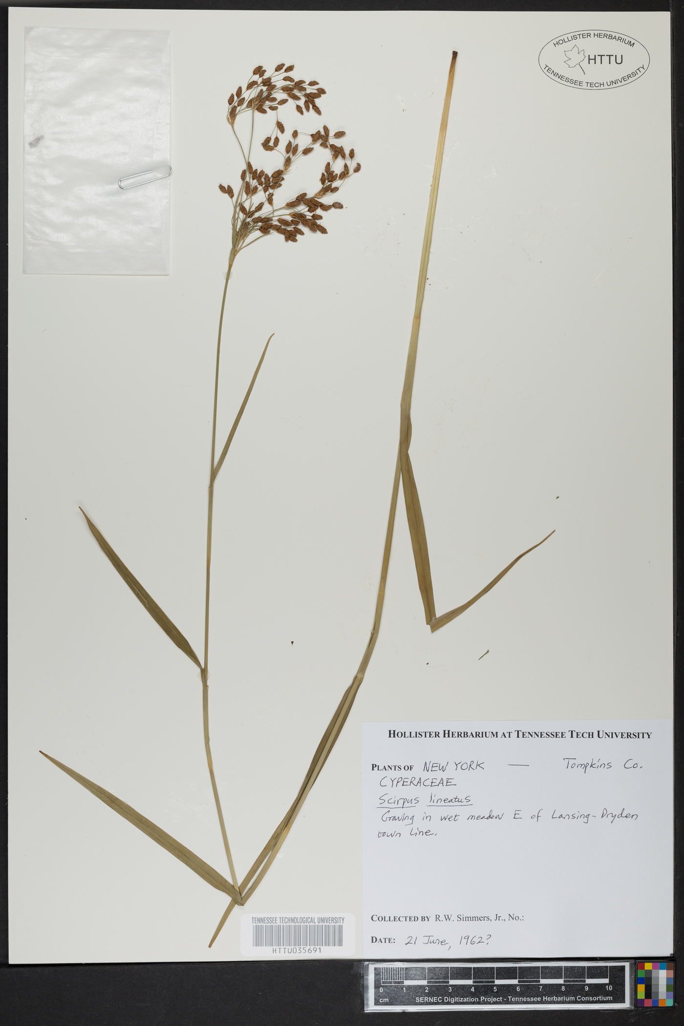 Scirpus lineatus image