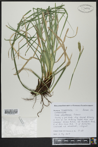 Carex cherokeensis image