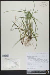 Carex gracilescens image