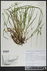 Carex gracilescens image