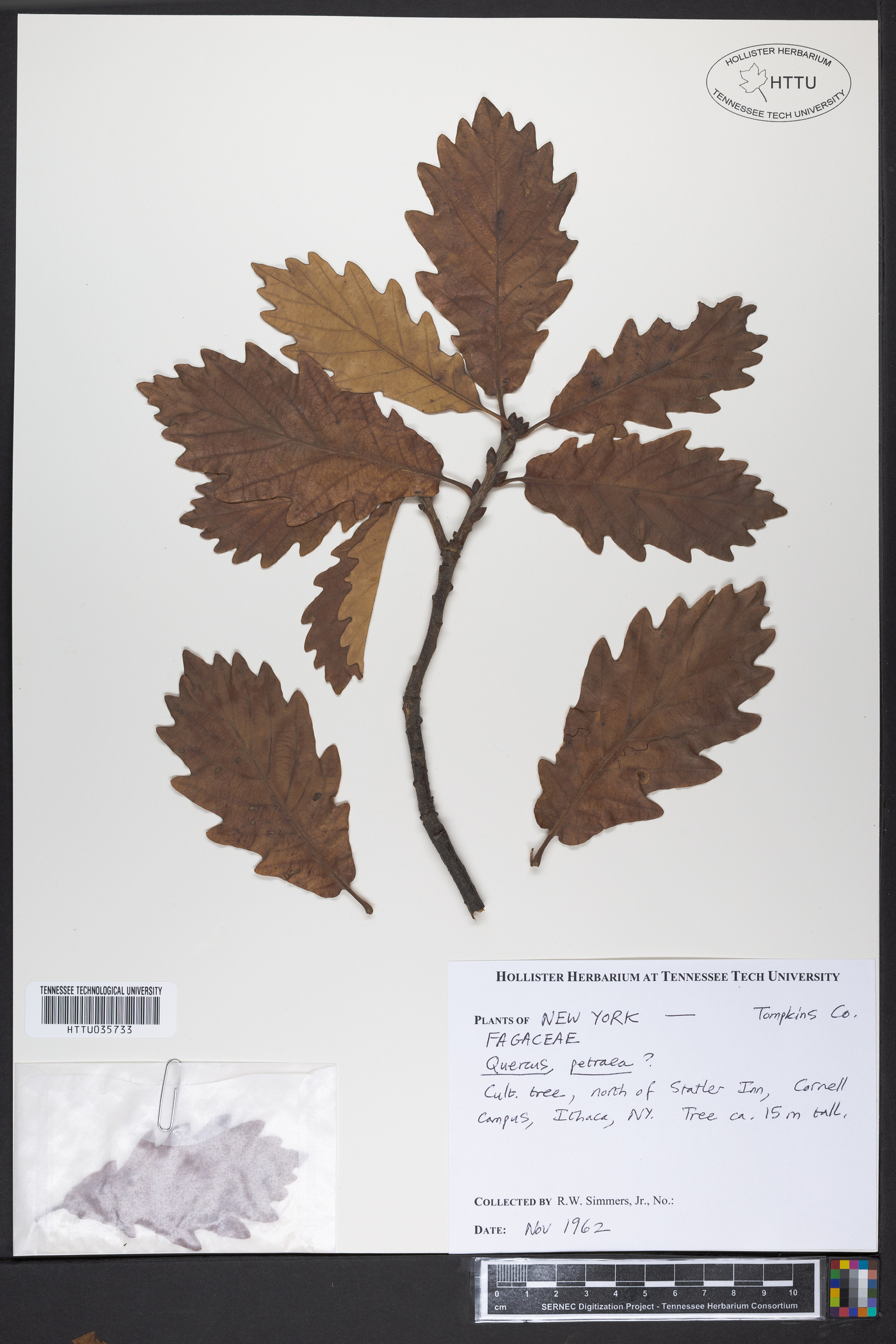 Quercus petraea image