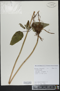 Monarda clinopodia image