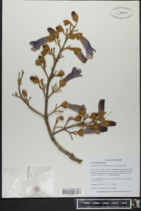 Paulownia tomentosa image