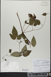 Clematis glaucophylla image