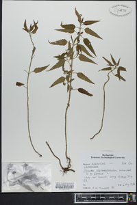 Monarda fistulosa subsp. fistulosa image