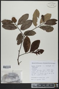 Castanea alabamensis image