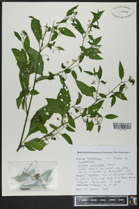 Solanum ptychanthum image