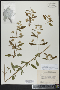 Hyptis alata image