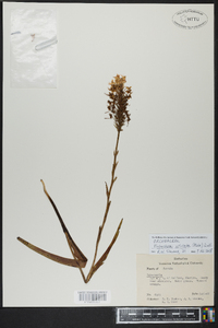 Platanthera cristata image