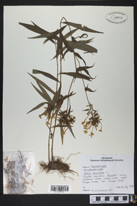 Phlox maculata image