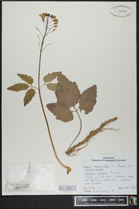 Cardamine diphylla image