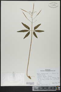 Cardamine diphylla image