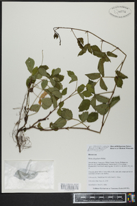 Rubus flagellaris image