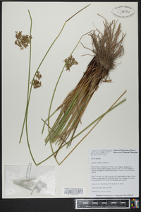 Juncus coriaceus image