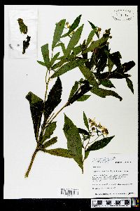 Verbesina alternifolia image