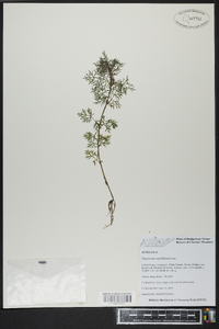 Eupatorium capillifolium image