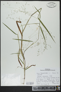 Kellochloa verrucosa image