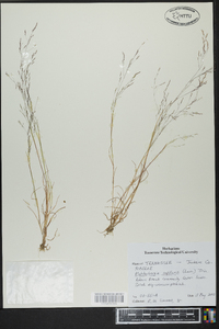 Muhlenbergia capillaris image