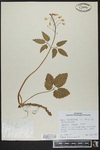 Cardamine diphylla image