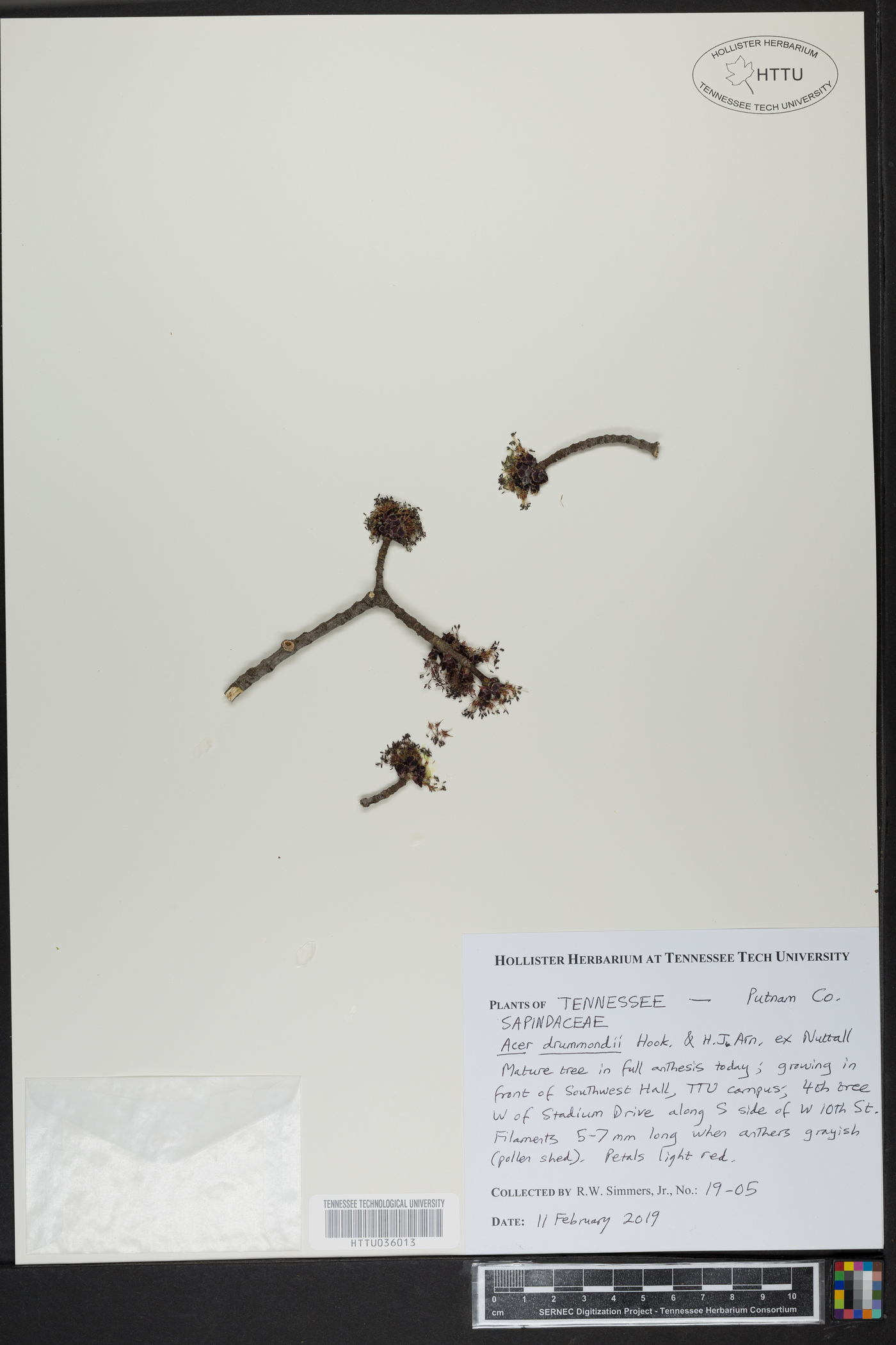 Acer drummondii image
