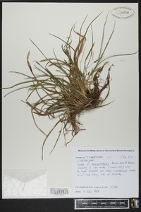 Carex cumberlandensis image