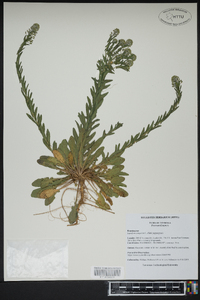 Lepidium campestre image