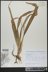 Carex plantaginea image