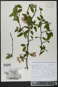 Malus angustifolia image