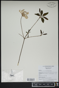 Rhododendron canescens image