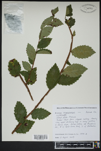 Ulmus alata image