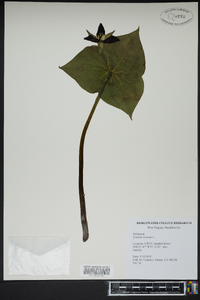 Trillium erectum image