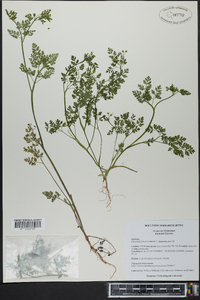 Chaerophyllum procumbens image