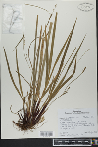 Carex purpurifera image