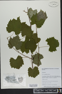 Vitis rotundifolia image