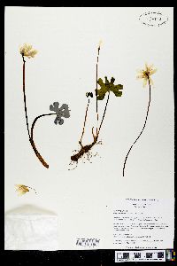 Sanguinaria canadensis var. rotundifolia image