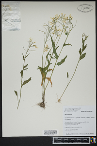 Cardamine bulbosa image