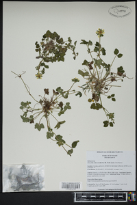 Potentilla indica image