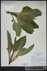 Cynoglossum virginianum image