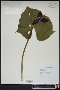 Trillium erectum image