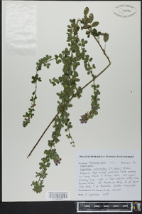 Lespedeza intermedia image