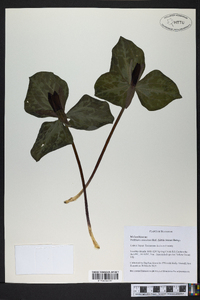 Trillium cuneatum image