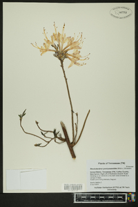 Rhododendron periclymenoides image