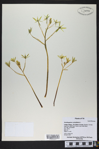 Ornithogalum umbellatum image