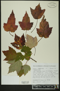 Acer drummondii image