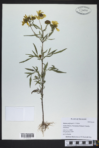 Bidens polylepis image